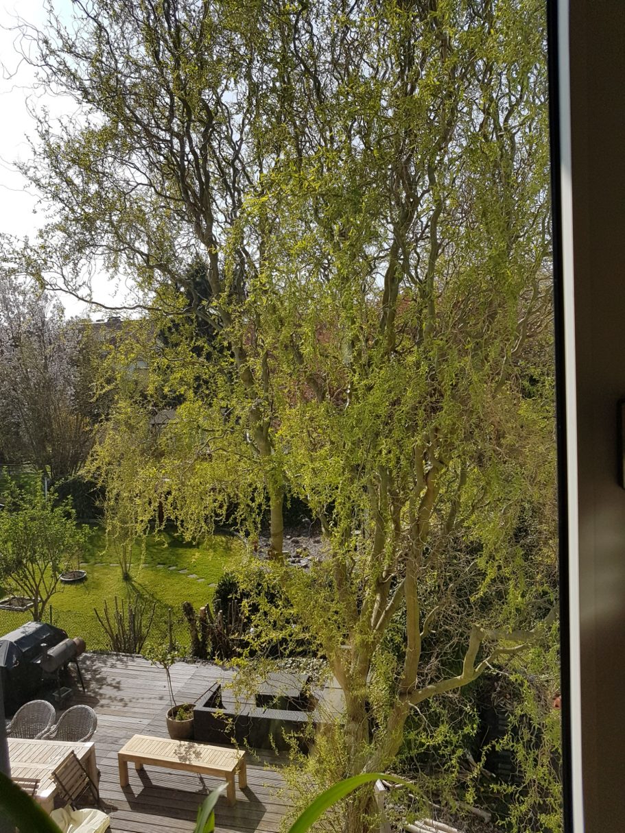 Gartenblick Blick auf grüne Bäume und einen gepflegten Garten mit Sitzgelegenheiten.