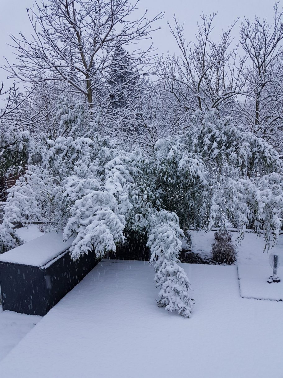 "Winter - Garten" Verschneite Bäume und ein Garten mit einer dicken Schneedecke im Hintergrund.